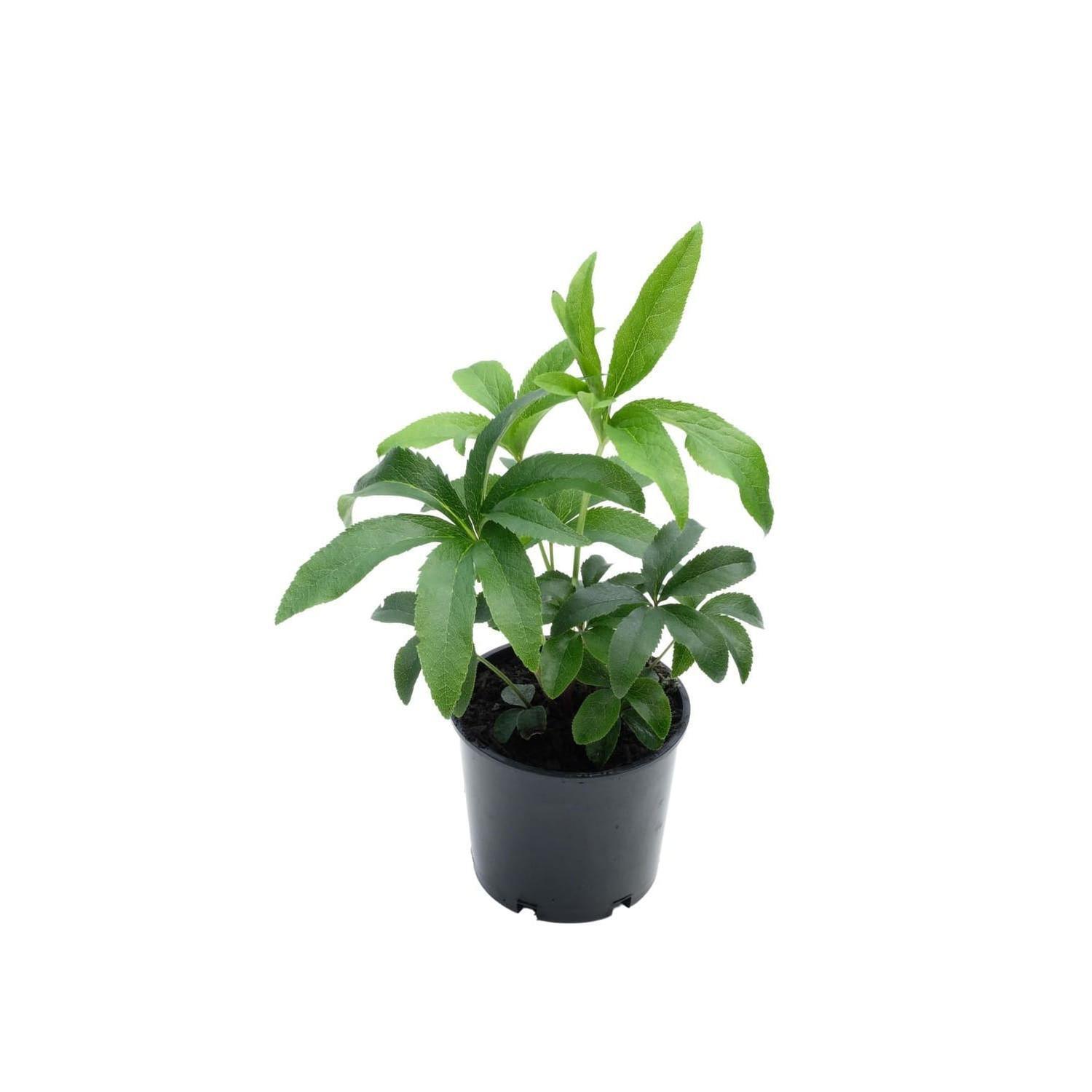 Helleborus Thoroughbred Series