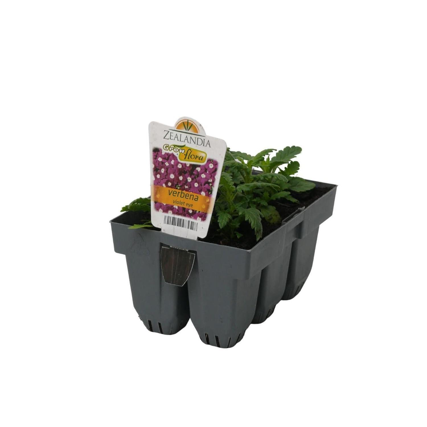Verbena