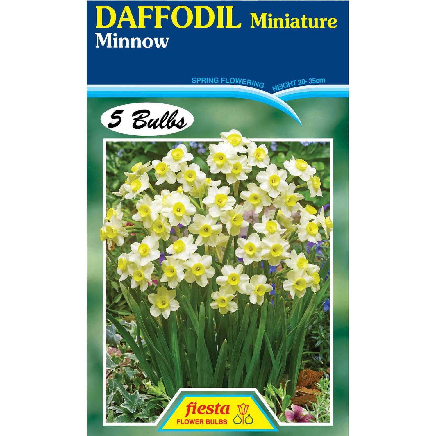 Daffodil Miniature Minnow 5 Pack