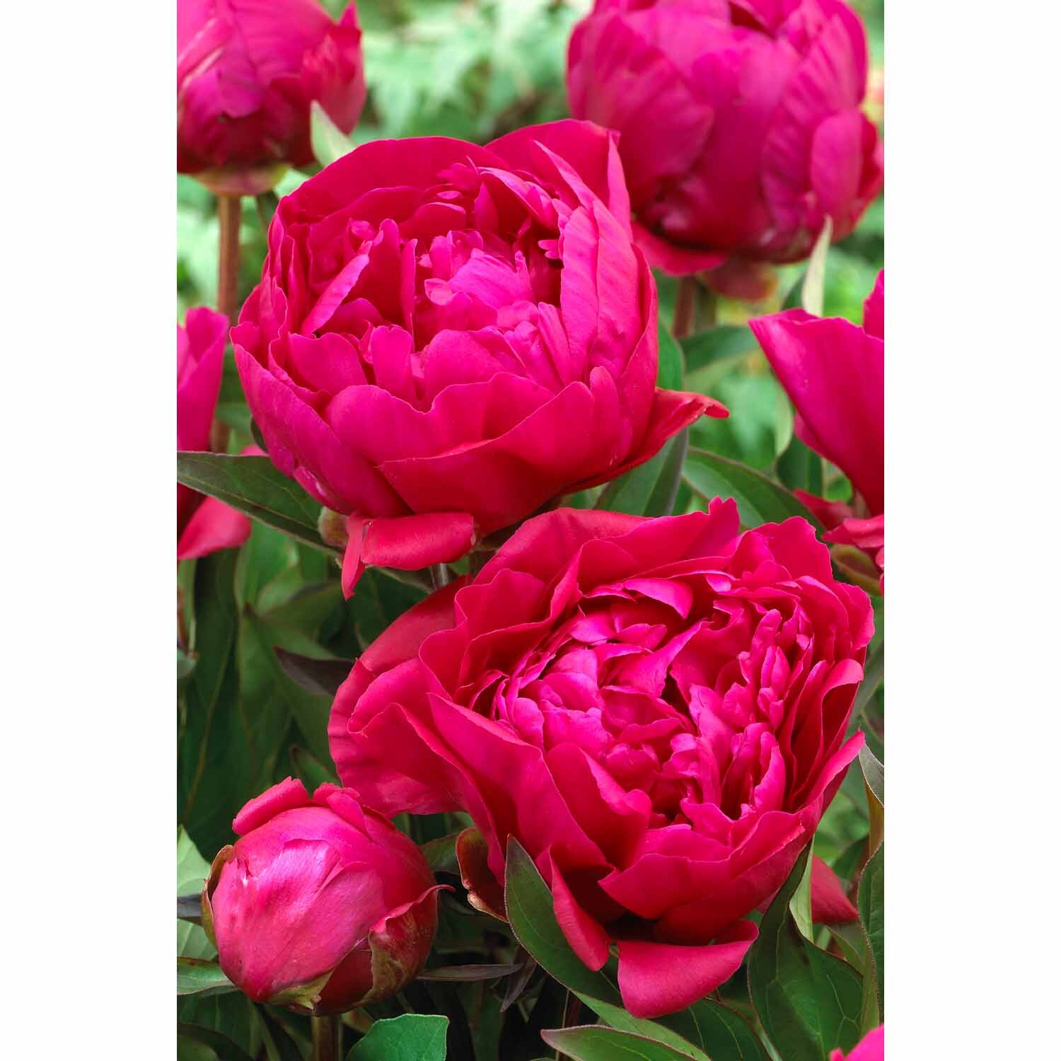Paeony Double 'Karl Rosenfield'