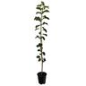 Apple Semi-Dwarf 'Peasgood's Nonsuch' 4.7 litre