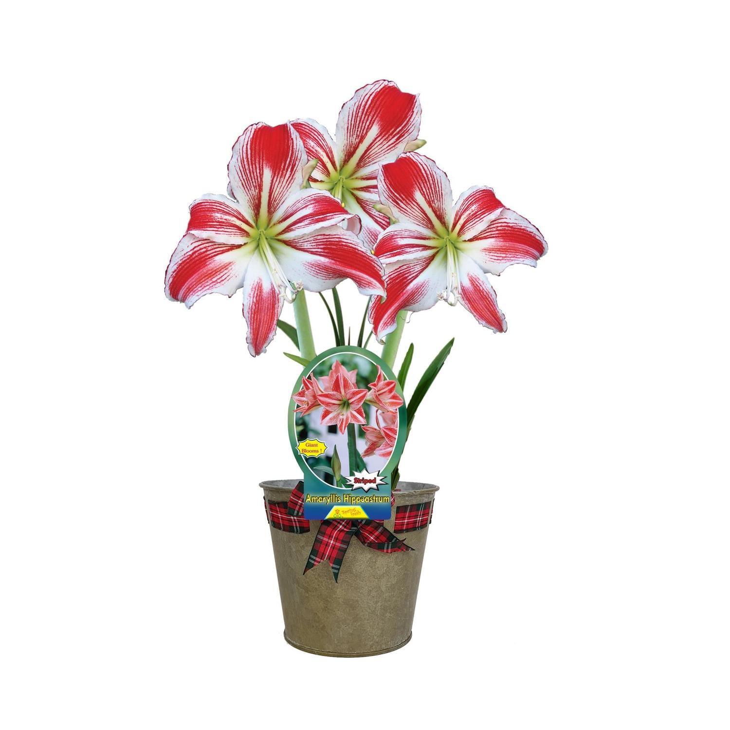 Amaryllis Gift Wrapped
