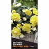Begonia Fragrant 'Yellow Flame'