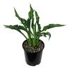 Hosta Praying Hands