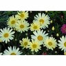 Federation Daisy Butterball