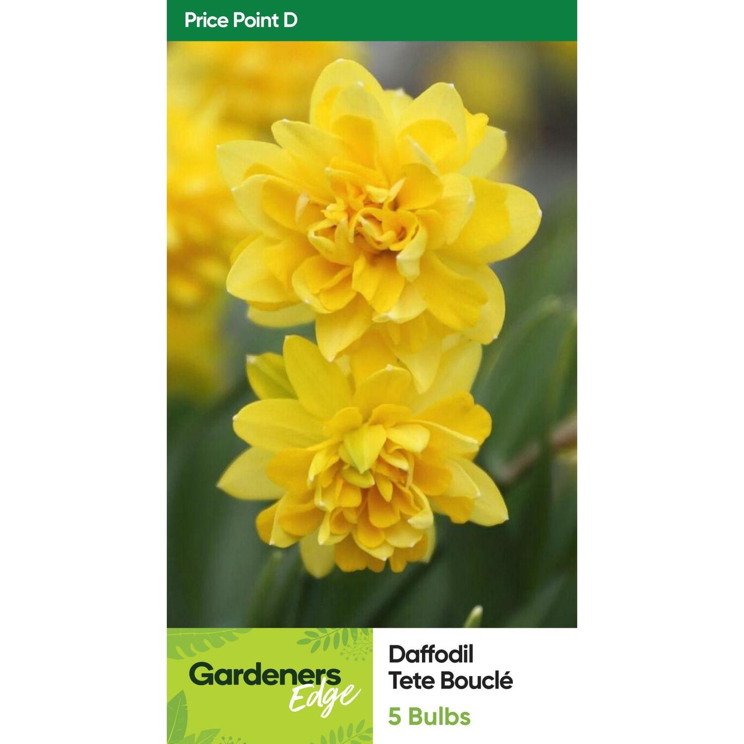 Daffodil Tete Boucle