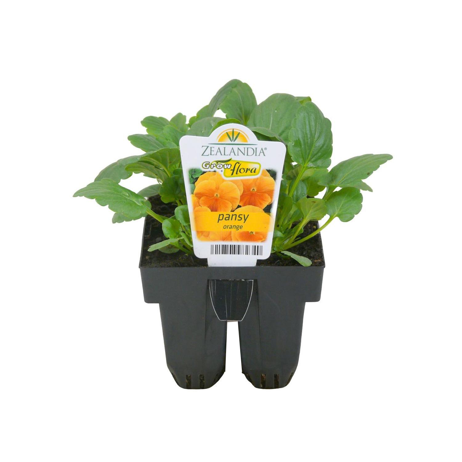 Pansy Delta
