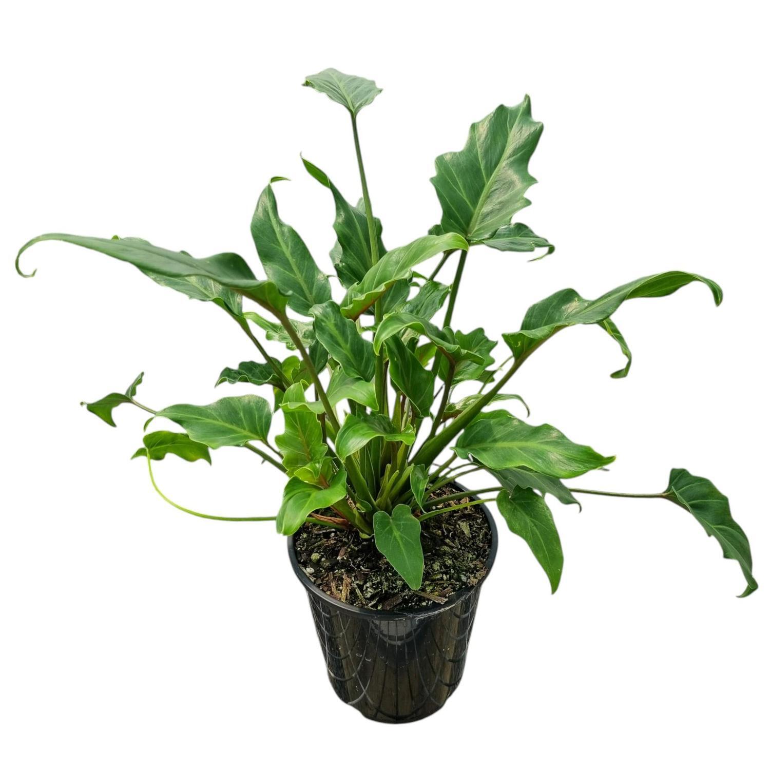 Philodendron Xanadu 3.3L