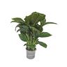 Spathiphyllum 'Peace Lily' Catalina 15cm