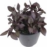 Alternanthera Little Ruby PVR 2.4 litre