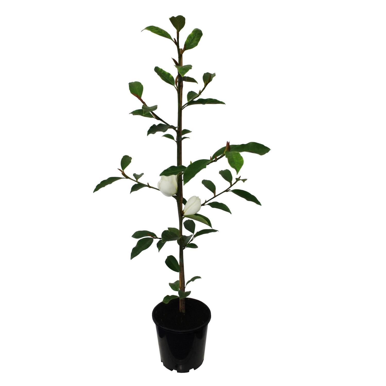 Michelia Lemon Fragrant
