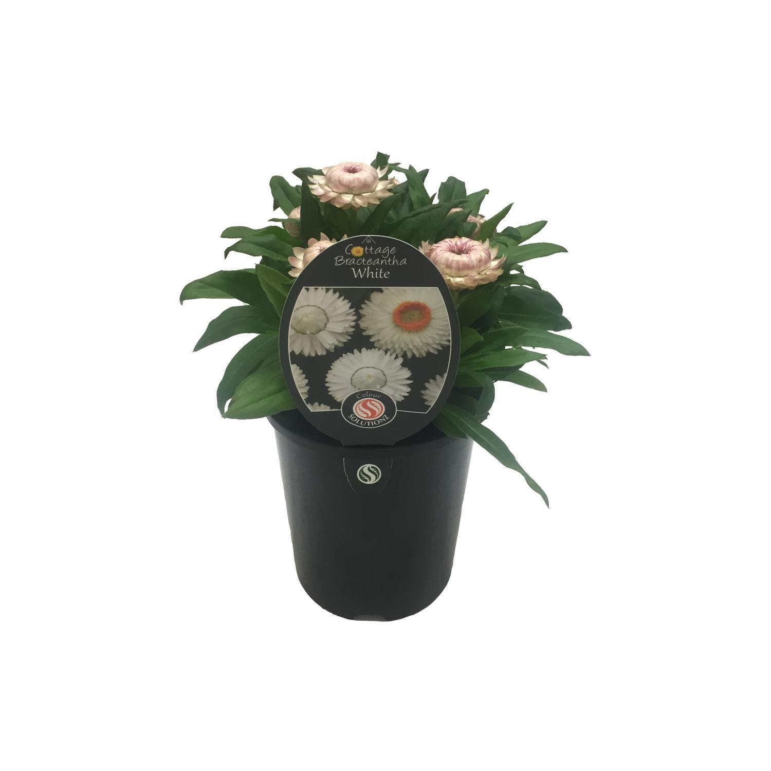 Cottage Bracteantha