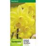 Daffodil Sunlight Sensation Pack of 5