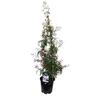 Jasminum Polyanthum