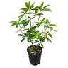 Vireya Tropical Glow 3.3L