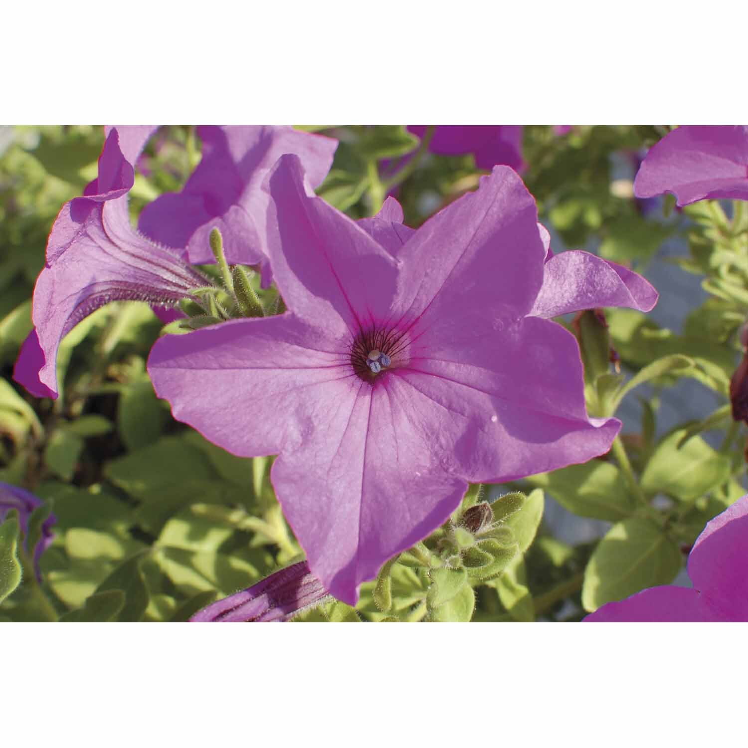 Colourwave Petunia Sumo Bold Lilac