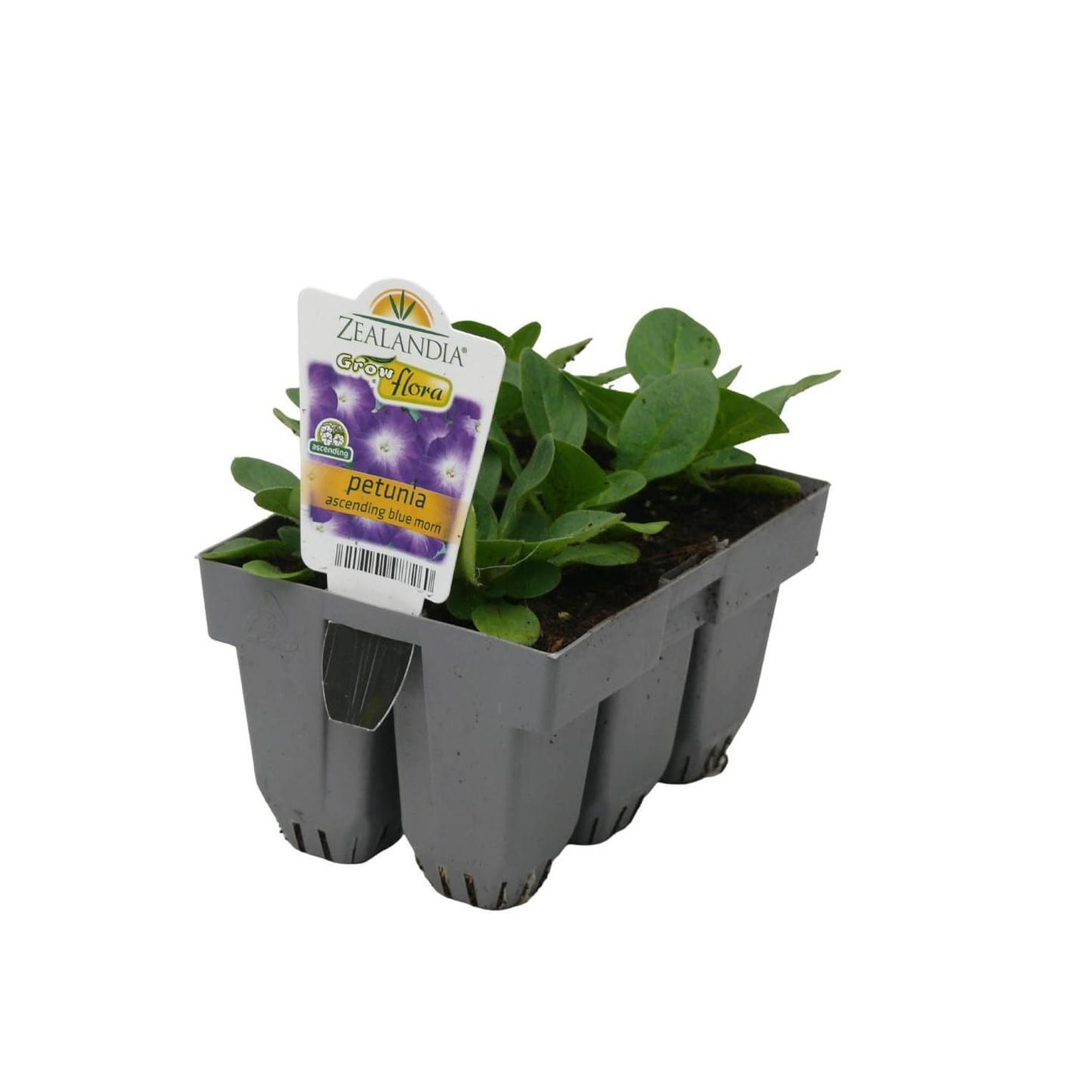 Petunia Ascending