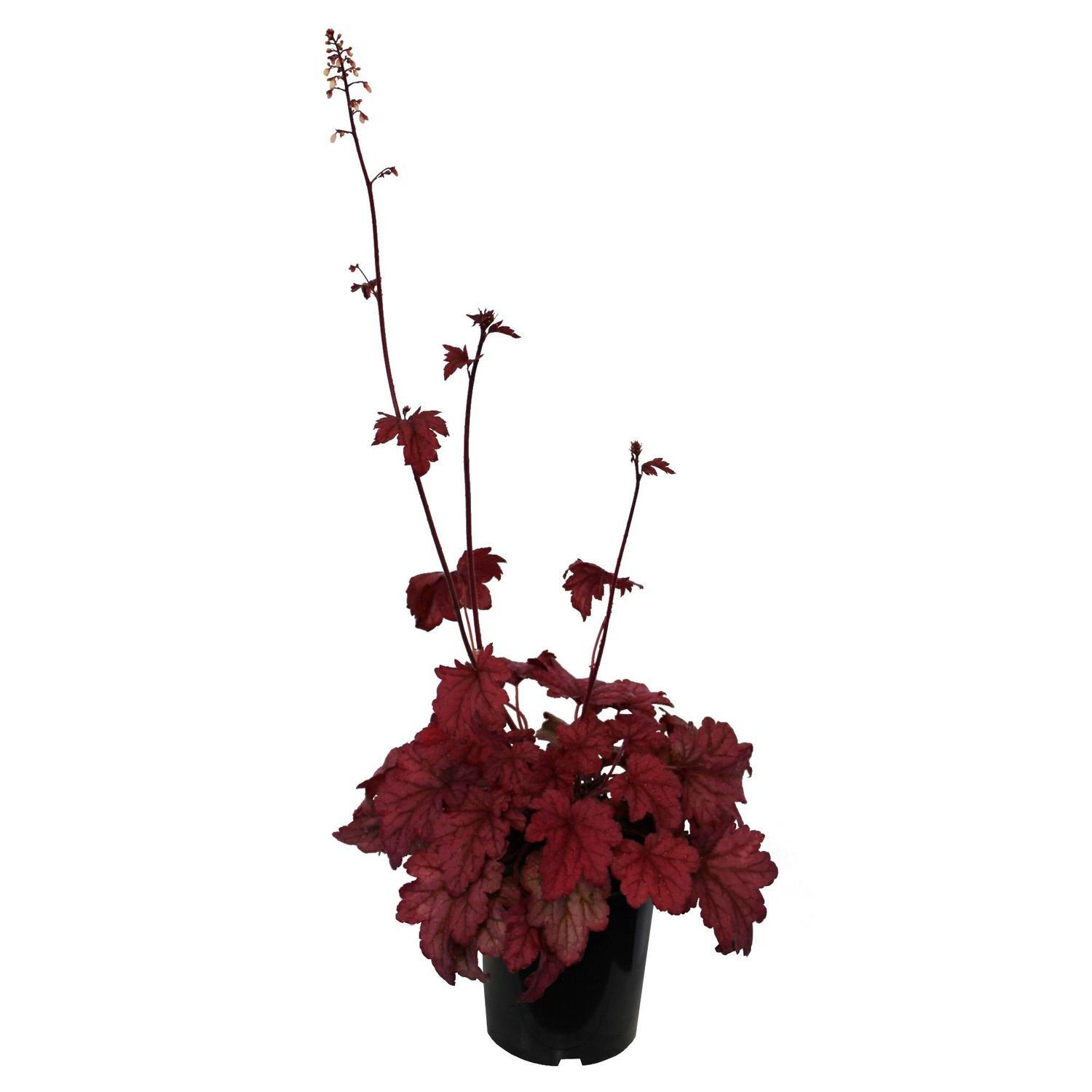 Heuchera Berry Smoothie
