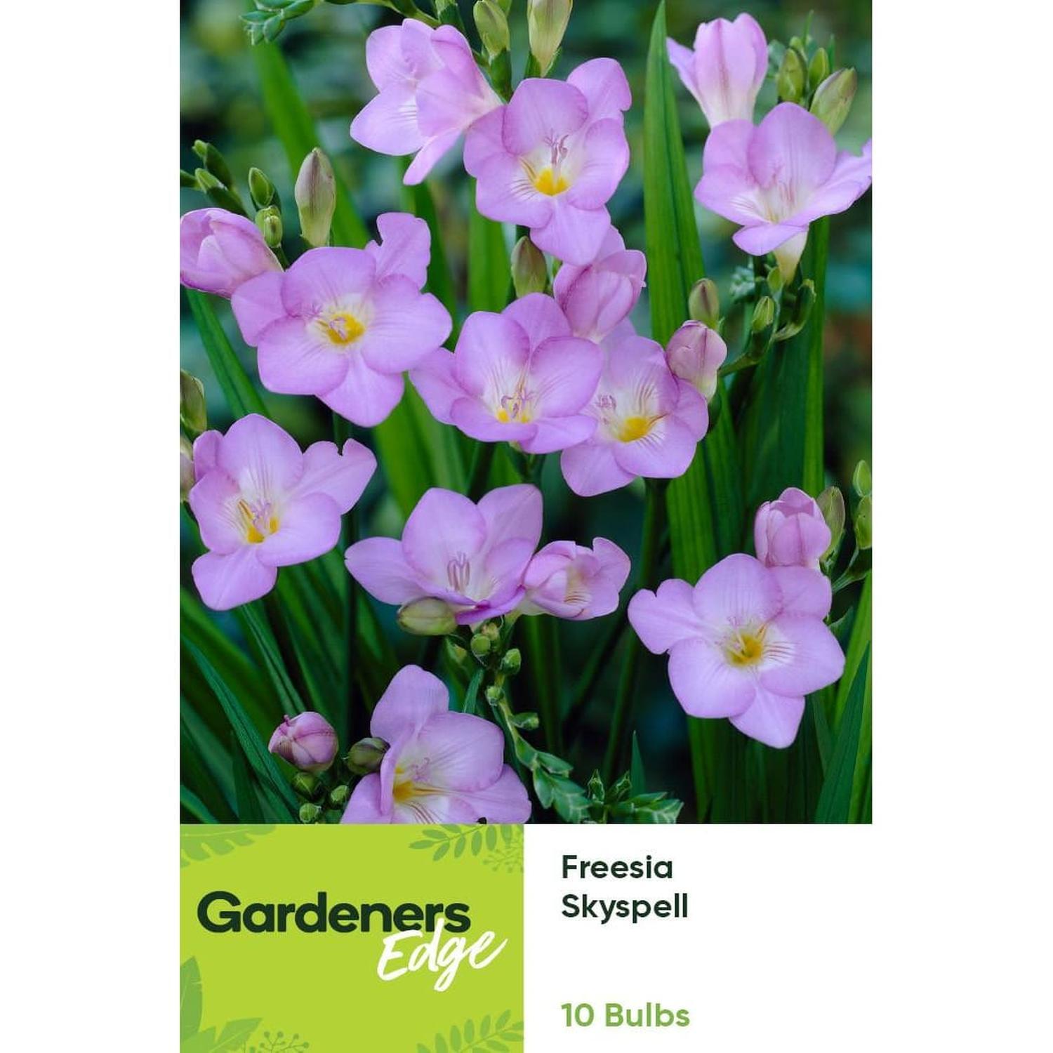 Freesia Single Blue Sky Spell 10 pack