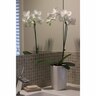 Moth Orchid in Charis Ceramic Pot
