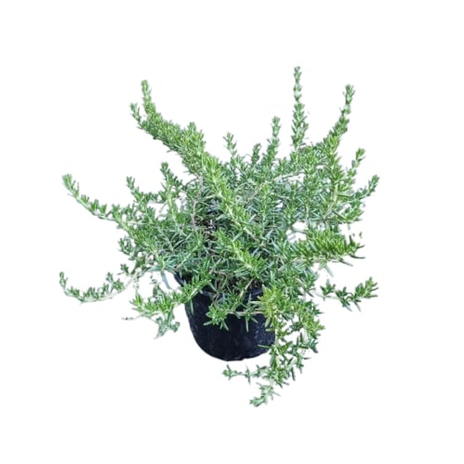 Rosemarinus Prostrata 'Creeping Rosemary' 2L