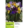 Dutch Iris Super Mixed 20 pack