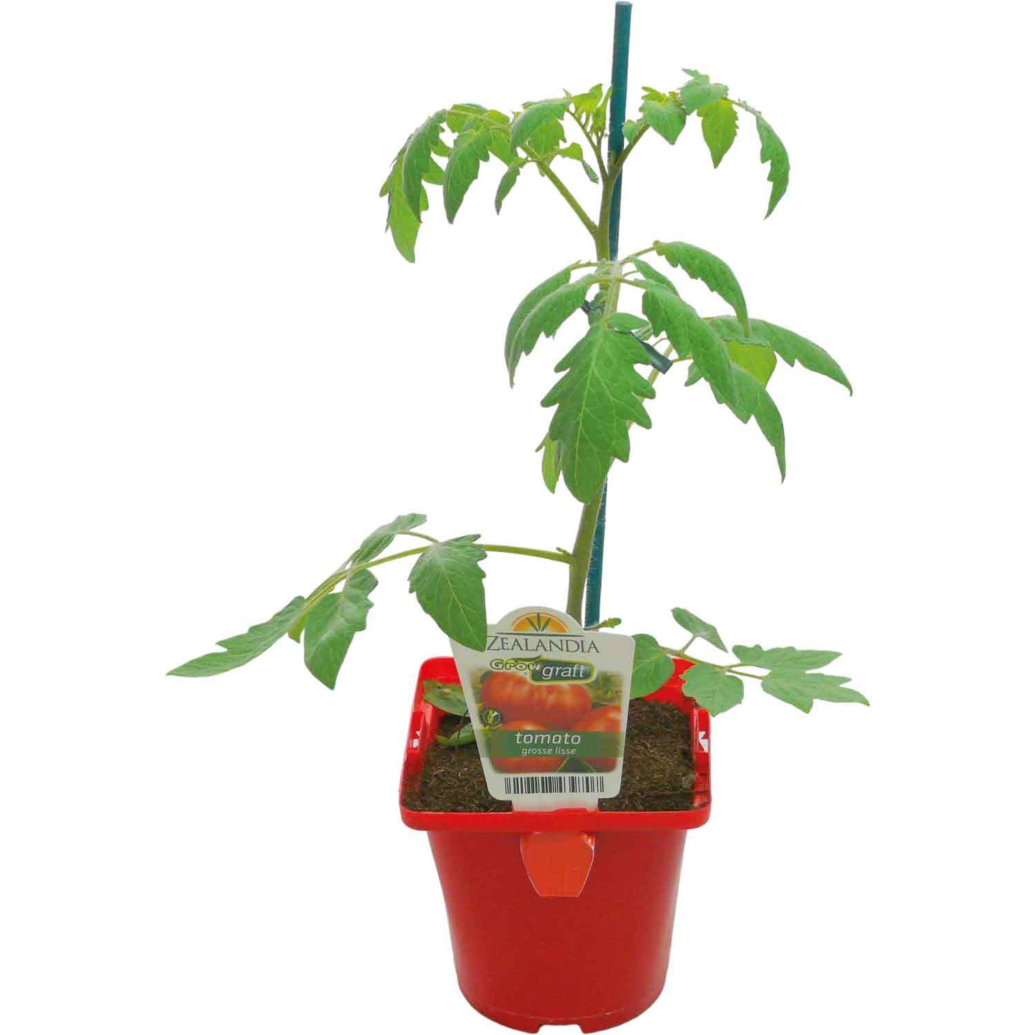 Tomato Grosse Lisse Graft