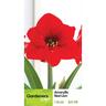 Amaryllis Hippeastrum Single 'Red Lion'