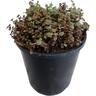 Sedum Chocolate Blob