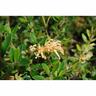 Grevillea Duea Gold