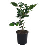Camellia Curly Lady