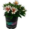 Alstroemeria Inca Lucky