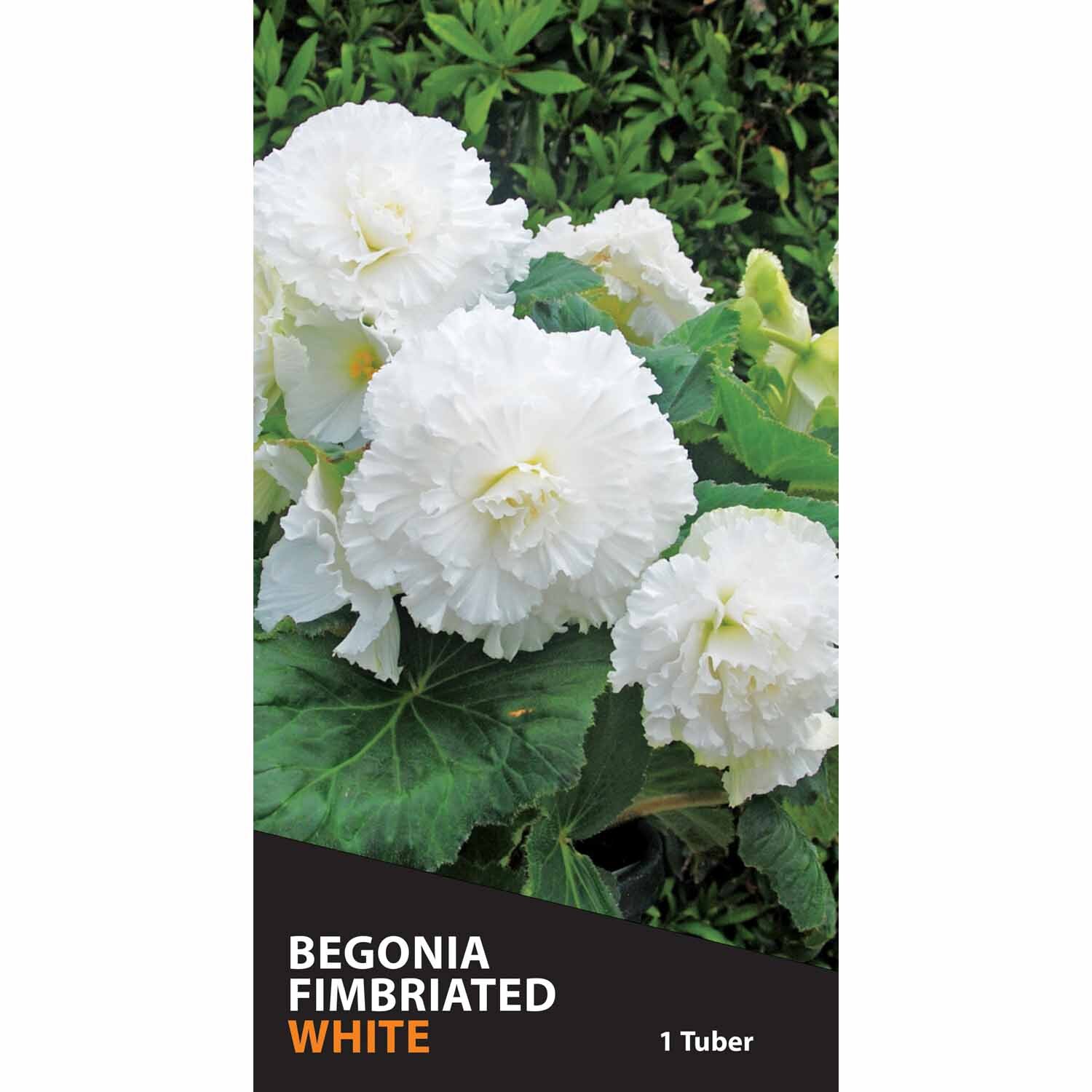 Begonia Fimbriated 'White'