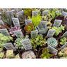 Succulents