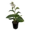 Hosta Bressingham Blue