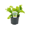 Asplenium Nidus