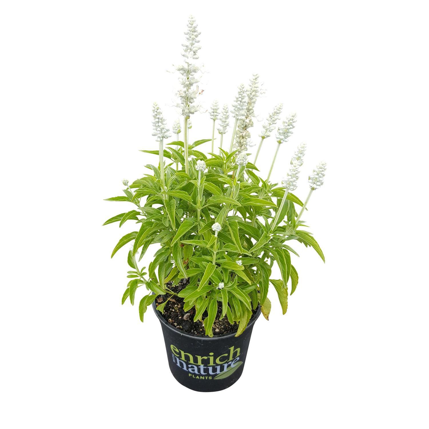 Salvia Sallyfun White