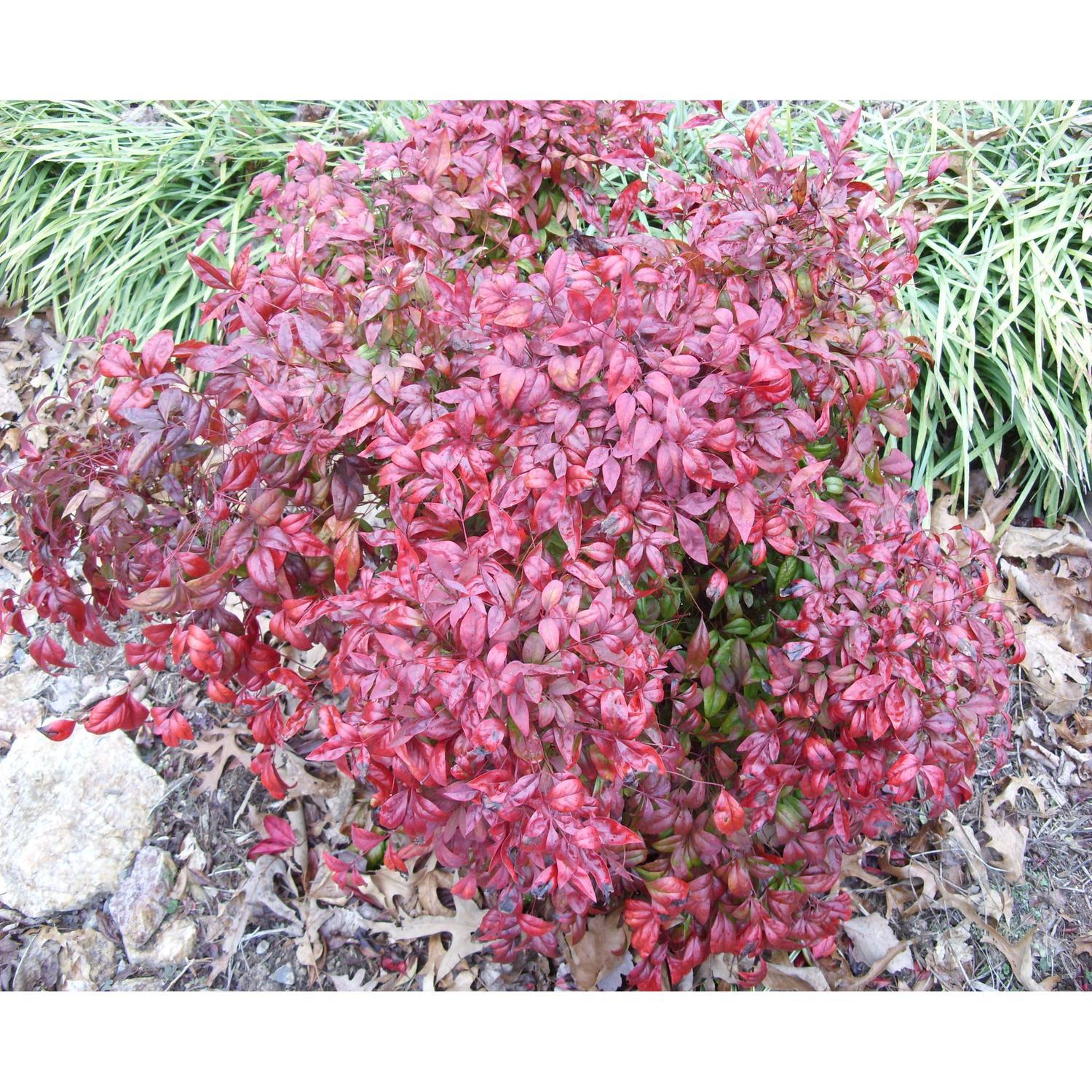 Nandina Domestica Pygmaea
