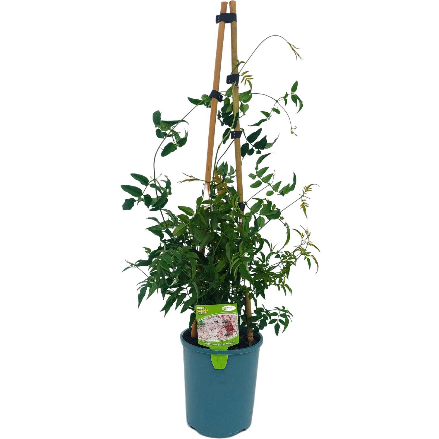 Jasminum Polyanthum