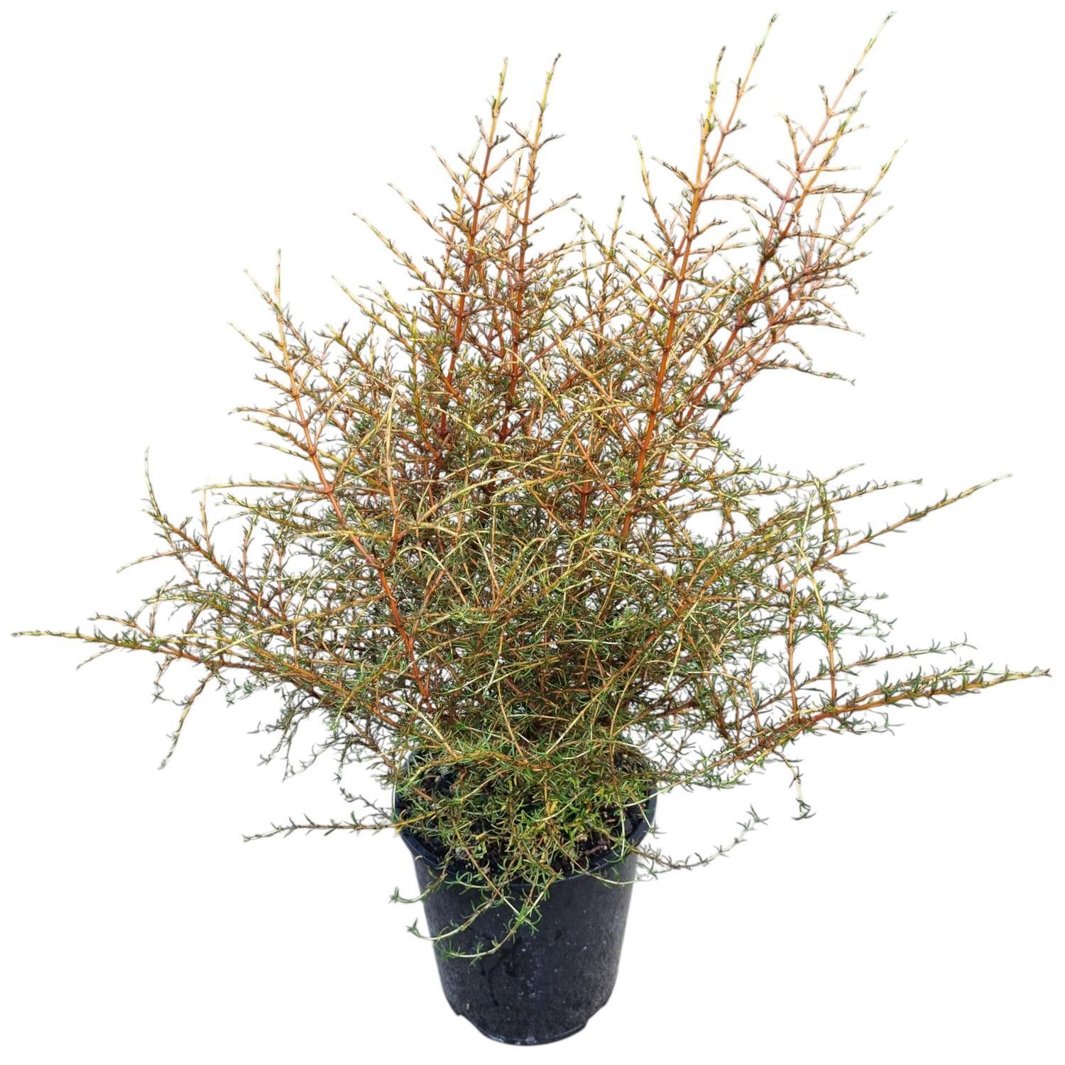 Coprosma Lobster 3.3L