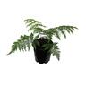 Cyathea dealbata