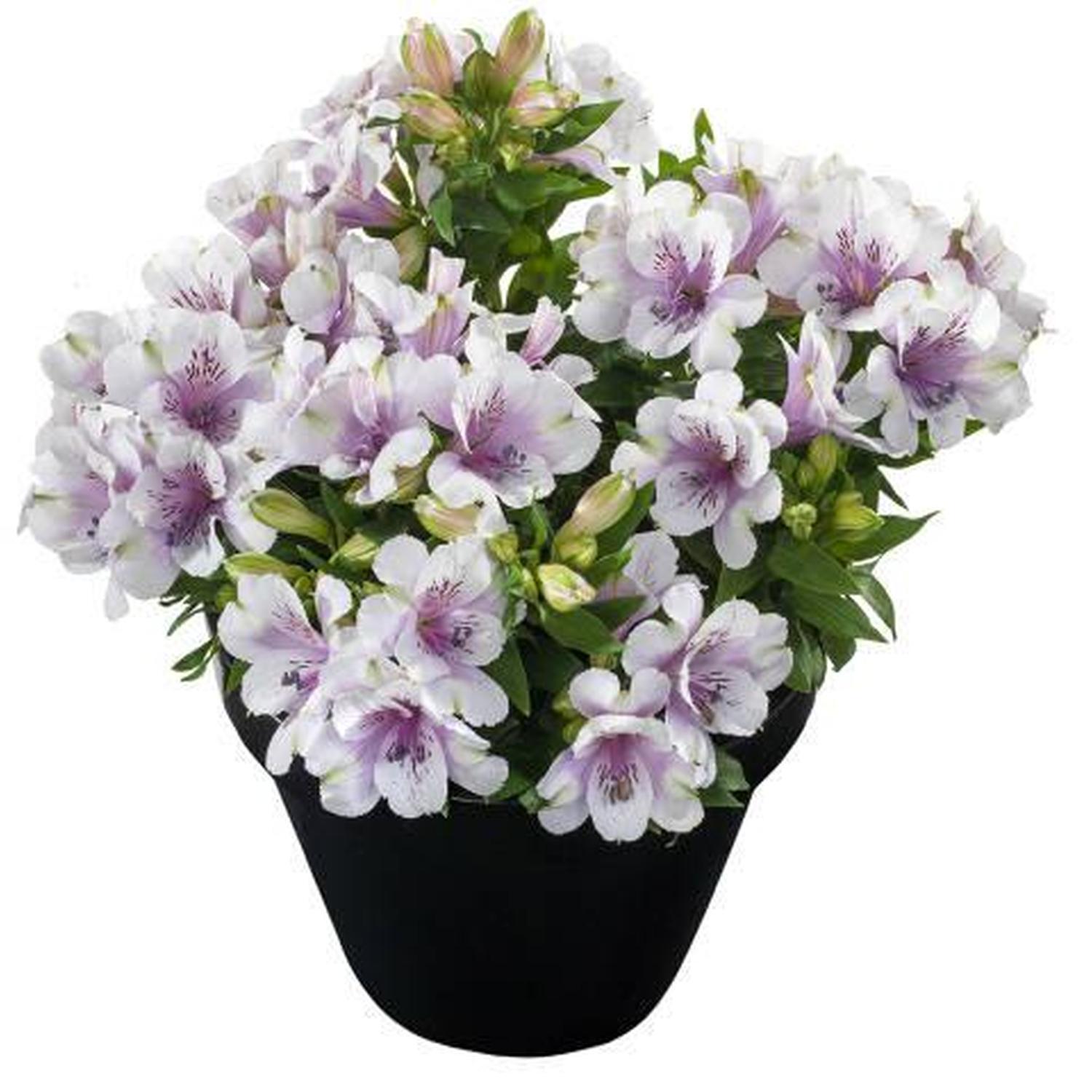 Alstroemeria Moon
