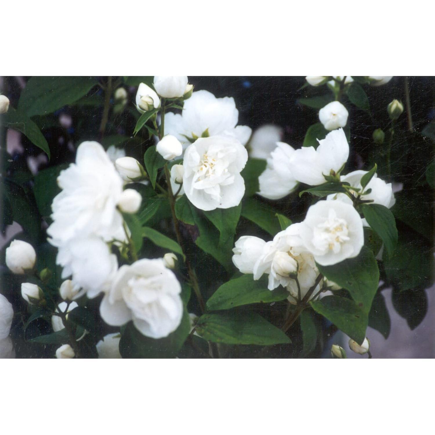 Philadelphus 'Virginal'