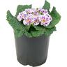 Primrose Sirococco