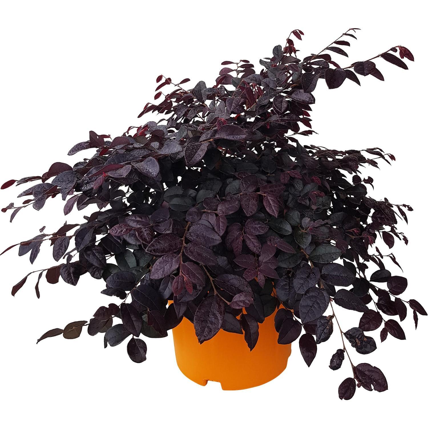 Loropetalum Plum Delight