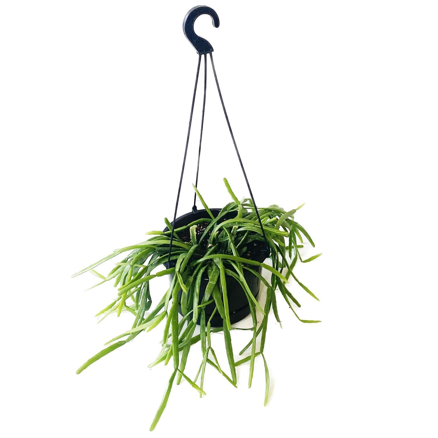 Rhipsalis Paradoxa 17.5cm