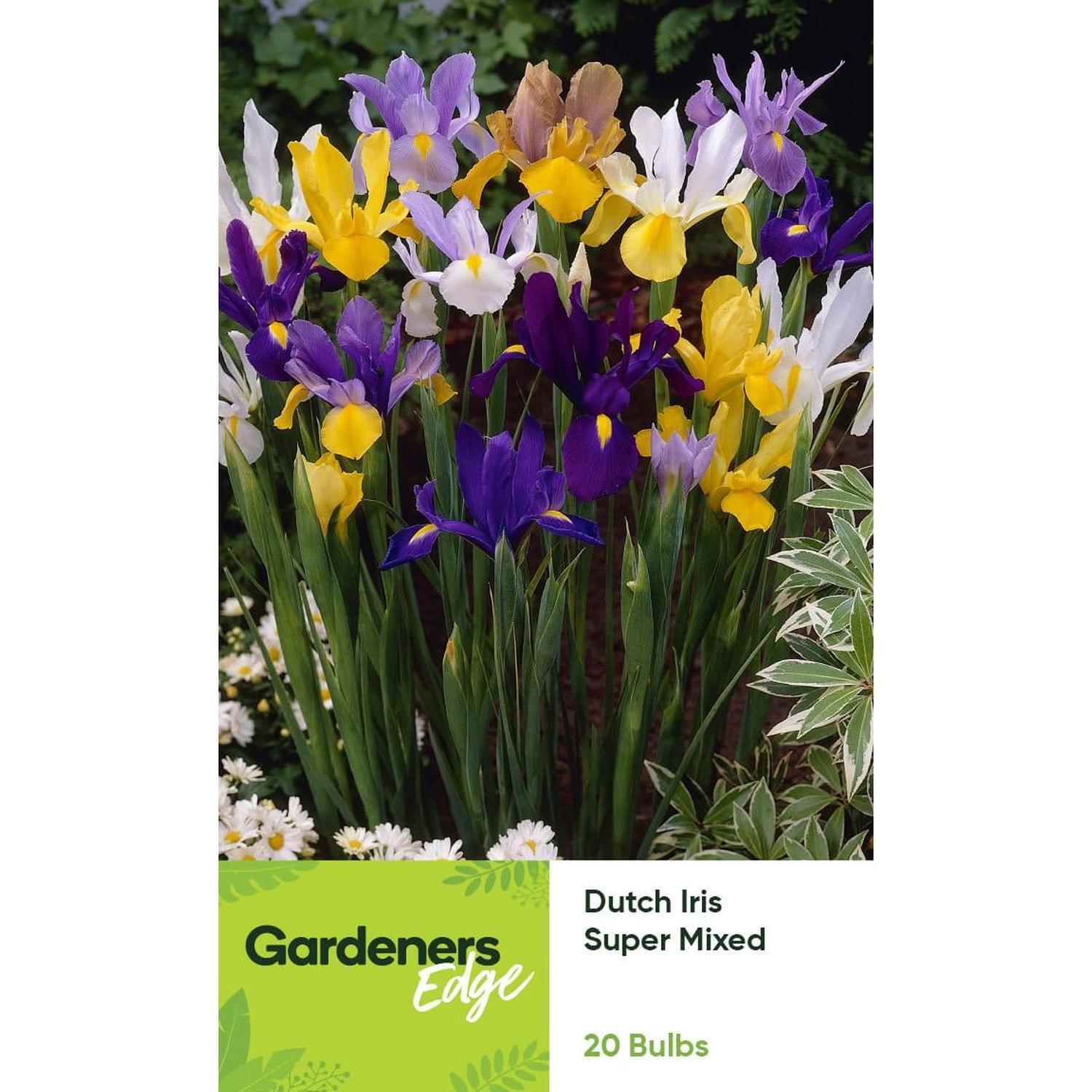 Dutch Iris Super Mixed 20 pack