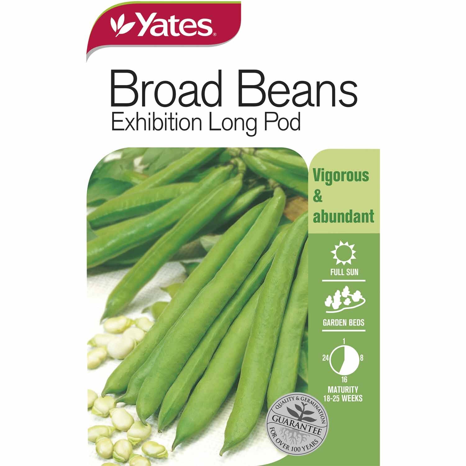Broad Beans Exhibition Long Pod