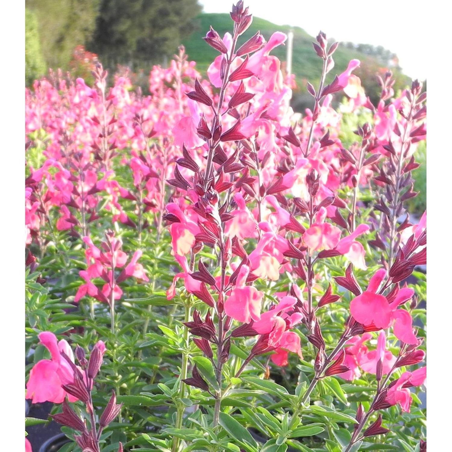 Salvia Cerise Queen