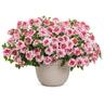Verbena Sparkling Rose